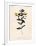 Yellow Loosestrife, C.1760-Georg Dionysius Ehret-Framed Giclee Print