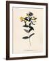 Yellow Loosestrife, C.1760-Georg Dionysius Ehret-Framed Giclee Print