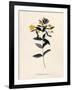 Yellow Loosestrife, C.1760-Georg Dionysius Ehret-Framed Giclee Print