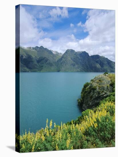 Yellow Lupins Beside Lake Wakatipu, Canterbury, South Island, New Zealand-Neale Clarke-Stretched Canvas