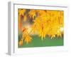 Yellow Maple Leaves, Autumn-null-Framed Photographic Print