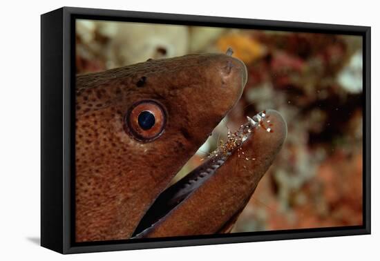 Yellow-Margined Moray (Gymnothorax Flavimarginatus) and Cleaner Shrimp Working around its Open Mout-Reinhard Dirscherl-Framed Stretched Canvas