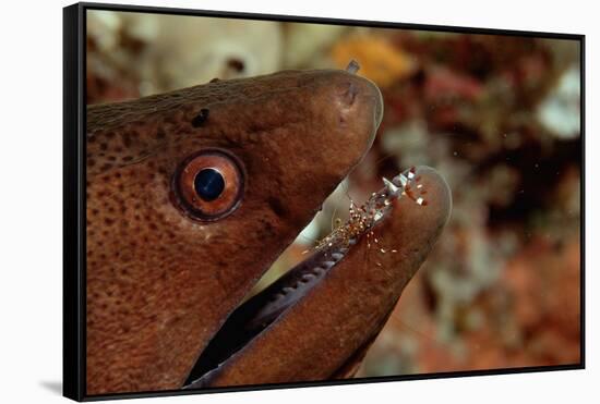 Yellow-Margined Moray (Gymnothorax Flavimarginatus) and Cleaner Shrimp Working around its Open Mout-Reinhard Dirscherl-Framed Stretched Canvas