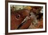 Yellow-Margined Moray (Gymnothorax Flavimarginatus) and Cleaner Shrimp Working around its Open Mout-Reinhard Dirscherl-Framed Photographic Print