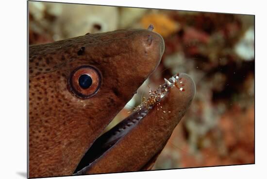 Yellow-Margined Moray (Gymnothorax Flavimarginatus) and Cleaner Shrimp Working around its Open Mout-Reinhard Dirscherl-Mounted Photographic Print