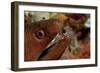 Yellow-Margined Moray (Gymnothorax Flavimarginatus) and Cleaner Shrimp Working around its Open Mout-Reinhard Dirscherl-Framed Photographic Print