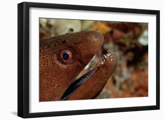 Yellow-Margined Moray (Gymnothorax Flavimarginatus) and Cleaner Shrimp Working around its Open Mout-Reinhard Dirscherl-Framed Photographic Print