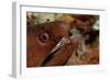 Yellow-Margined Moray (Gymnothorax Flavimarginatus) and Cleaner Shrimp Working around its Open Mout-Reinhard Dirscherl-Framed Photographic Print