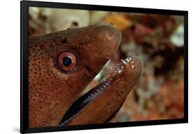 Yellow-Margined Moray (Gymnothorax Flavimarginatus) and Cleaner Shrimp Working around its Open Mout-Reinhard Dirscherl-Framed Photographic Print