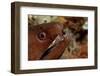 Yellow-Margined Moray (Gymnothorax Flavimarginatus) and Cleaner Shrimp Working around its Open Mout-Reinhard Dirscherl-Framed Photographic Print