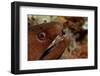 Yellow-Margined Moray (Gymnothorax Flavimarginatus) and Cleaner Shrimp Working around its Open Mout-Reinhard Dirscherl-Framed Photographic Print