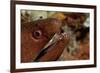 Yellow-Margined Moray (Gymnothorax Flavimarginatus) and Cleaner Shrimp Working around its Open Mout-Reinhard Dirscherl-Framed Photographic Print