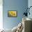 Yellow Marguerite-null-Framed Stretched Canvas displayed on a wall