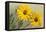 Yellow Marguerite-null-Framed Stretched Canvas