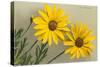 Yellow Marguerite-null-Stretched Canvas