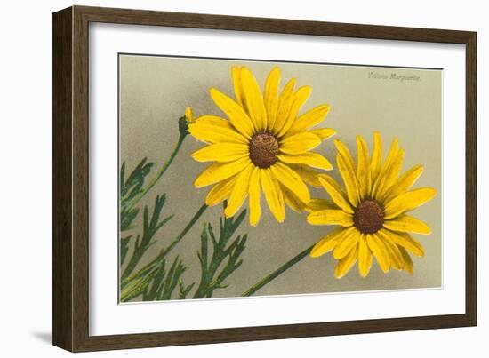 Yellow Marguerite-null-Framed Art Print