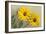 Yellow Marguerite-null-Framed Art Print