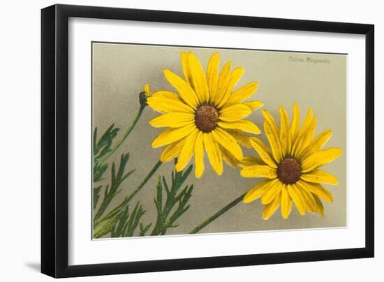 Yellow Marguerite-null-Framed Art Print