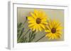 Yellow Marguerite-null-Framed Art Print