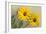 Yellow Marguerite-null-Framed Art Print