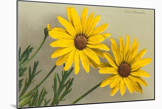 Yellow Marguerite-null-Mounted Art Print