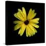 Yellow Marigold-Ike Leahy-Stretched Canvas