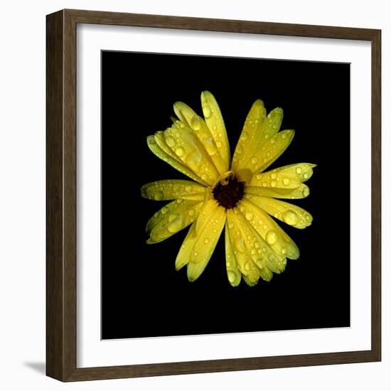 Yellow Marigold-Ike Leahy-Framed Photographic Print