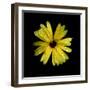 Yellow Marigold-Ike Leahy-Framed Photographic Print