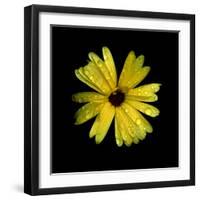 Yellow Marigold-Ike Leahy-Framed Photographic Print