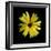 Yellow Marigold-Ike Leahy-Framed Photographic Print