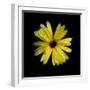 Yellow Marigold-Ike Leahy-Framed Photographic Print