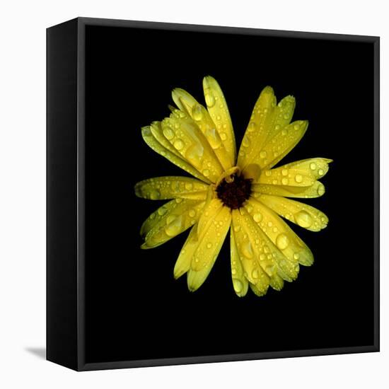 Yellow Marigold-Ike Leahy-Framed Stretched Canvas