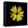 Yellow Marigold-Ike Leahy-Framed Stretched Canvas