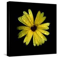 Yellow Marigold-Ike Leahy-Stretched Canvas