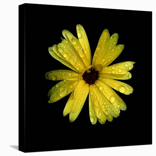 Yellow Marigold-Ike Leahy-Stretched Canvas