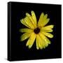 Yellow Marigold-Ike Leahy-Framed Stretched Canvas