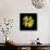 Yellow Marigold-Ike Leahy-Photographic Print displayed on a wall