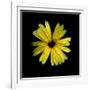 Yellow Marigold-Ike Leahy-Framed Photographic Print