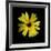 Yellow Marigold-Ike Leahy-Framed Photographic Print