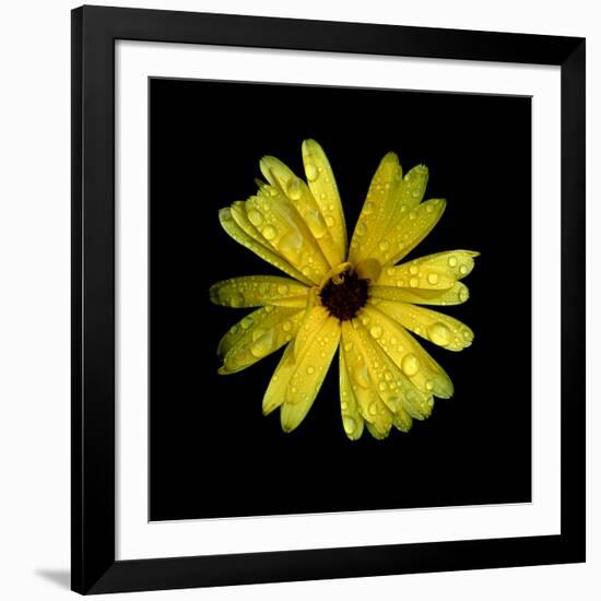 Yellow Marigold-Ike Leahy-Framed Photographic Print