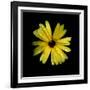 Yellow Marigold-Ike Leahy-Framed Photographic Print