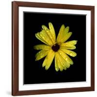 Yellow Marigold-Ike Leahy-Framed Photographic Print