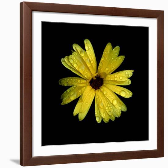 Yellow Marigold-Ike Leahy-Framed Photographic Print