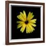 Yellow Marigold-Ike Leahy-Framed Photographic Print