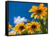 Yellow Marigold-Charles Bowman-Framed Stretched Canvas