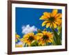 Yellow Marigold-Charles Bowman-Framed Photographic Print