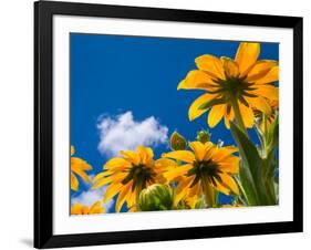 Yellow Marigold-Charles Bowman-Framed Photographic Print