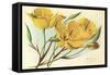 Yellow Mariposa Lily-null-Framed Stretched Canvas