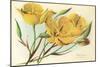 Yellow Mariposa Lily-null-Mounted Art Print