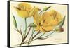 Yellow Mariposa Lily-null-Framed Stretched Canvas